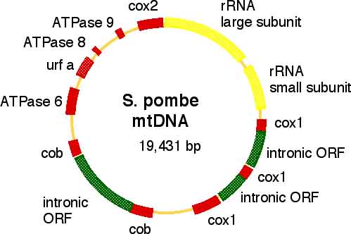 分裂酵母のミトコンドリアDNA (mtDNA)